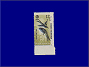 Photott36767.jpg